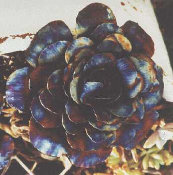 stainless flower