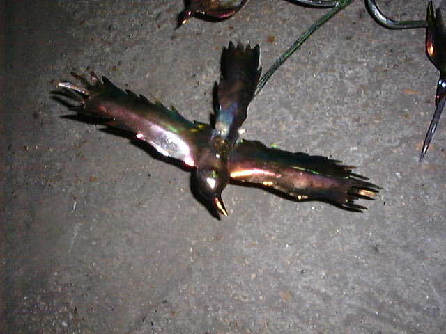 crow